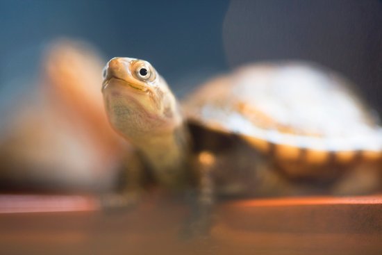 canva turtle MADFDiqPOPk
