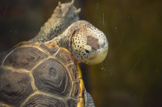canva turtle MADFEpHEXzY
