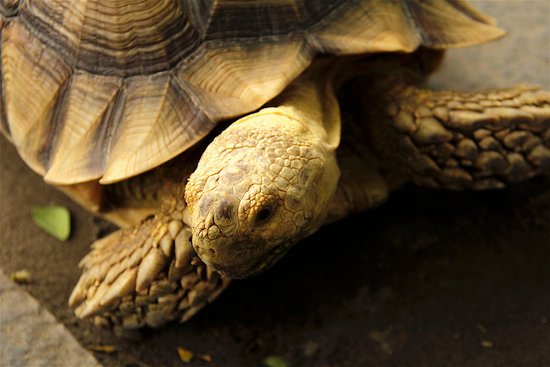 canva turtle