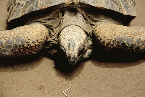 hawksbill seaturtle hawksbill seaturtle