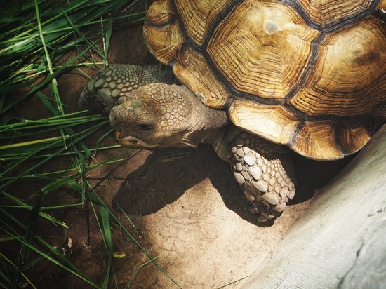 canva turtle MADGFnC3 Ow