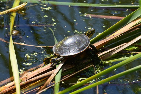 canva turtle MADGHT ElFA