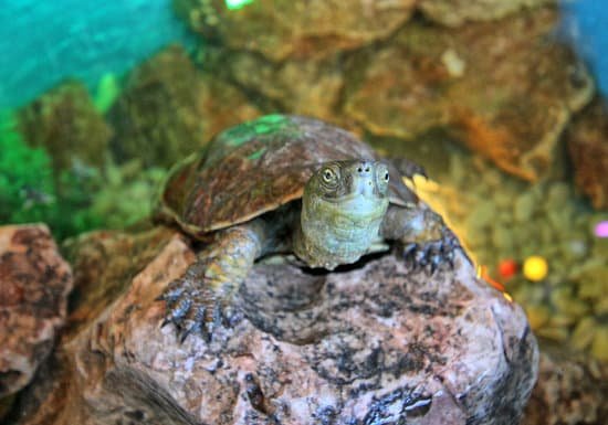 canva turtle MADMRR73Ao0