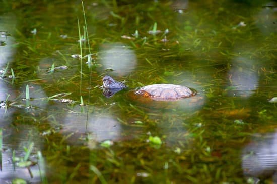 canva turtle MADRlIRJOsE