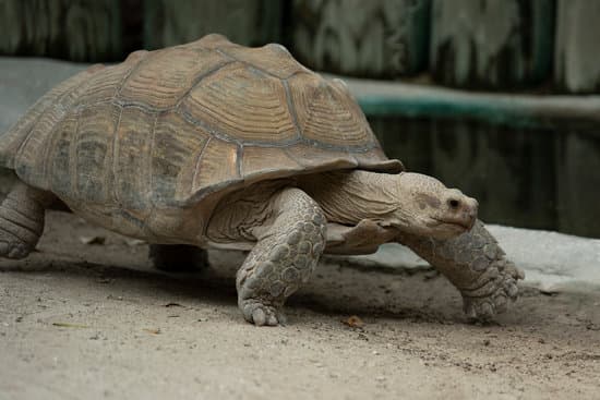 canva turtle MAEY9lbN yg