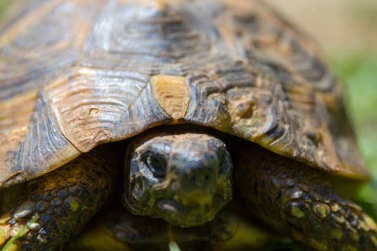 canva turtle closeup MADAhm6rR9A