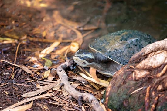 canva turtle coming out of the water MAERBymUARk