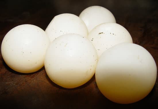 canva turtle eggs MAC6SLaDIRU