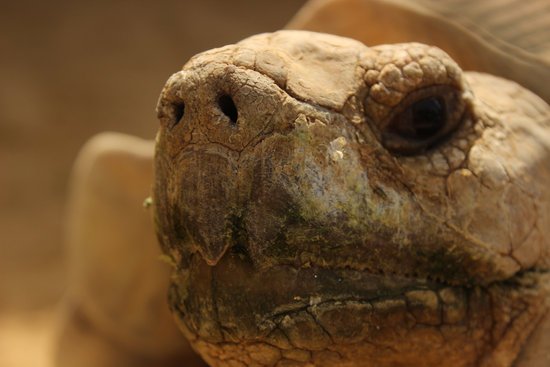 canva turtle face MADFBsTeabc