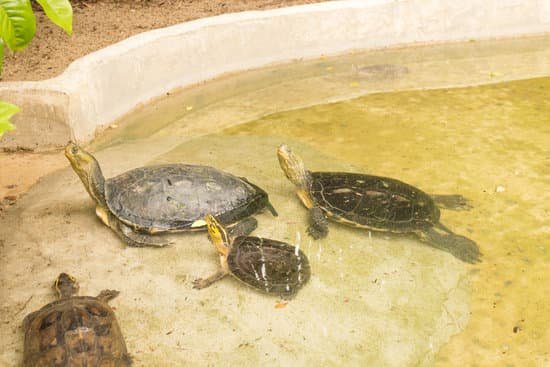 canva turtle family MADA RCGwU