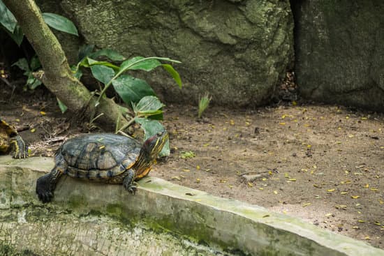 canva turtle on pond MAEXgrngfuw