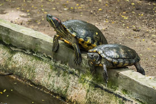 canva turtle on pond MAEXgzoqmR8