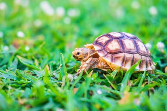 canva turtle on the grass MAEH3B2TDhs