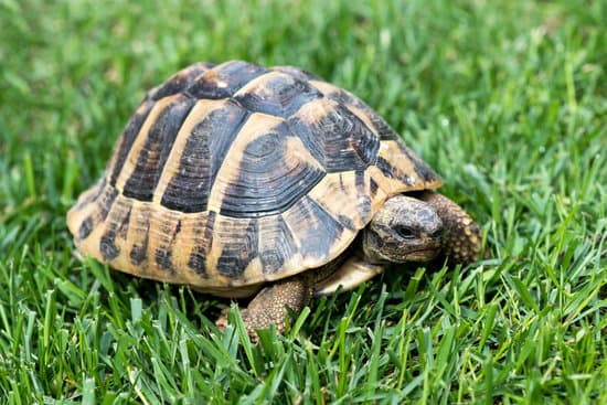 canva turtle on the grass MAEOgNmR7 4