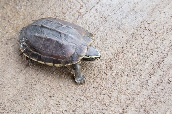 canva turtle on the ground MAEQ1bBUEjw