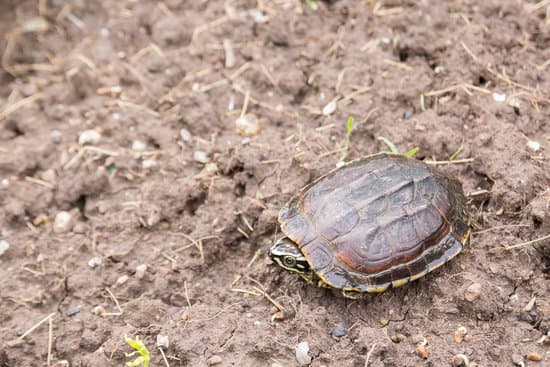 canva turtle on the ground MAEQ1fm7eJE