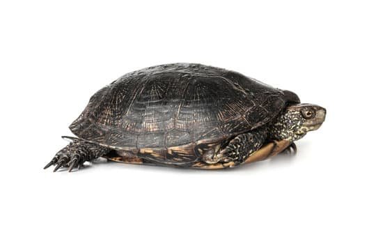 canva turtle on white background MAD8So2R1PI