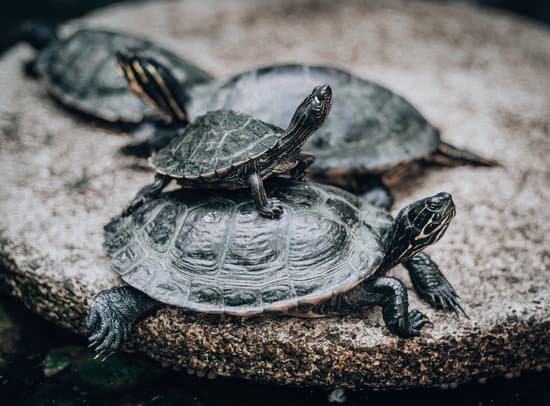 canva turtle piramid young turtle siting on older MADapteq R8