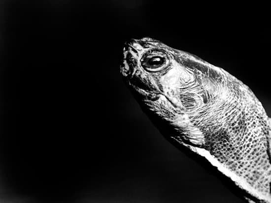 canva turtle portrait MAEEijg5l80