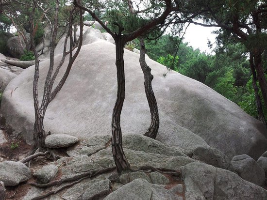 canva turtle rock MADFLM7oMDw