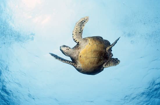 canva turtle seychelles MAC6fVGLWrc