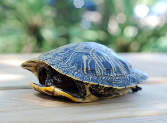 canva turtle shell