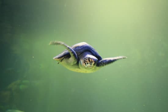 canva turtle swim MADAzaZKaPs