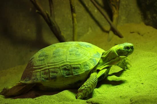 canva turtle terrarium MADARQAOGQ0