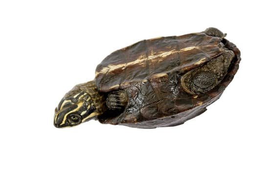 canva turtle turtle upside down trying to turn over. MADBzEcm0Mg