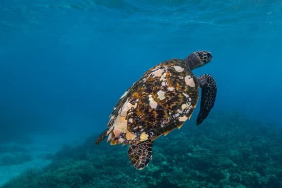 canva turtle underwater MAC AKEorcE