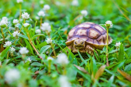 canva turtle walking on the grass MAEH83PSZTk