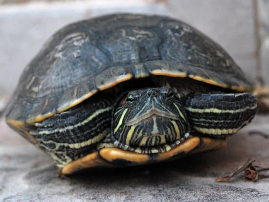 canva turtle. MADBj4yBa5M