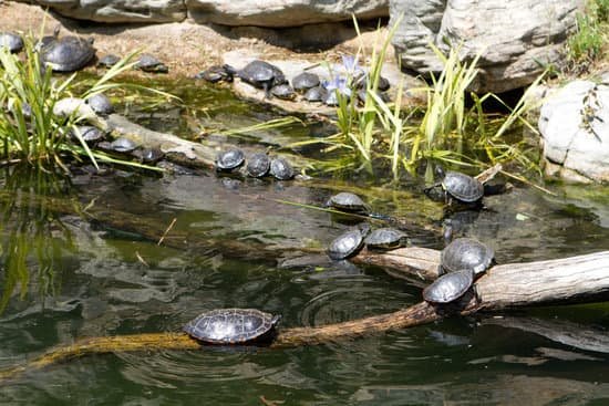 canva turtles