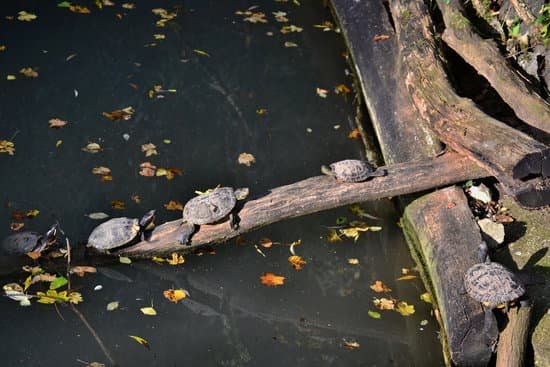 canva turtles