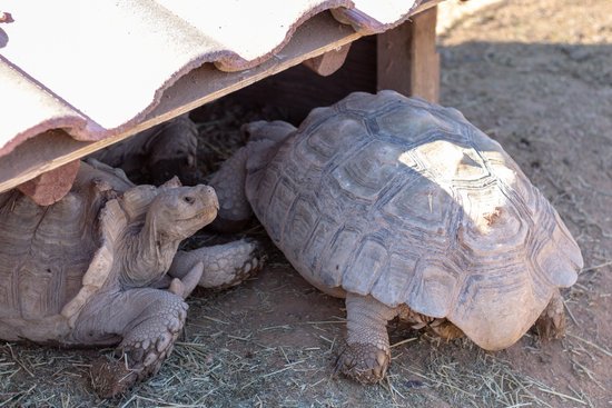 canva turtles MADIoUf5MoU