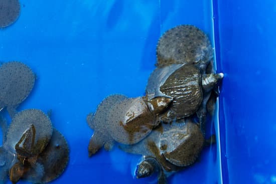 canva turtles in a blue basin. rescued turtles