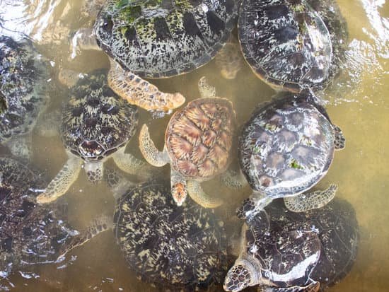 canva turtles in captivity