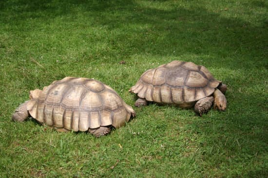 canva turtles on the grass MAEFjiUkoiA