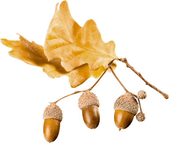 canva twig of acorns and oak leaves MACjq9CkbeM
