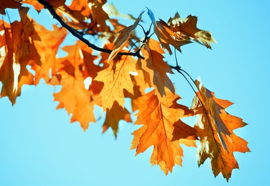 canva twig of autumn oak tree MAEUXT9dMB8