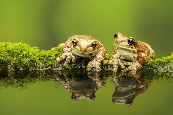 canva two frogs MABn9N732b4