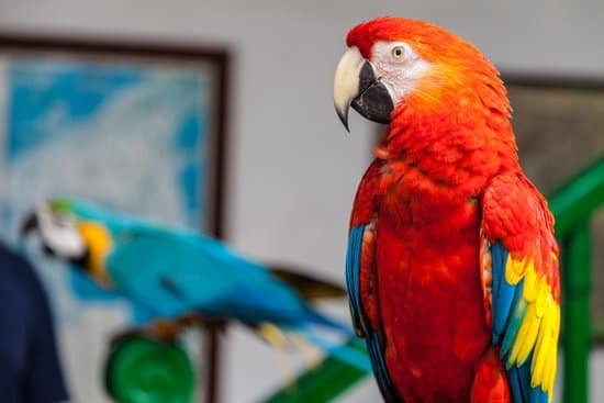 canva two parrots