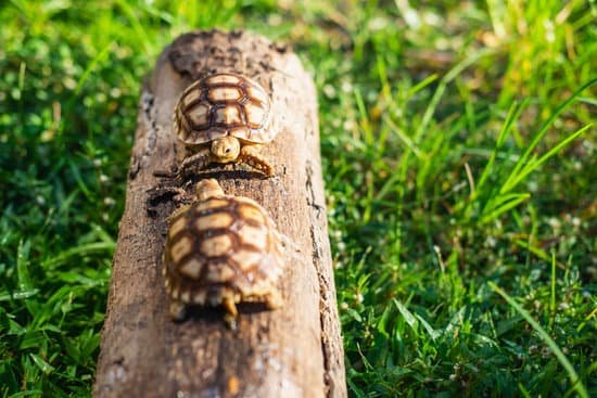 canva two turtles in a log MAEH82RNFWg
