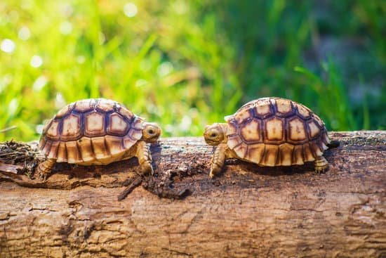 canva two turtles in a log MAEH83riyzQ