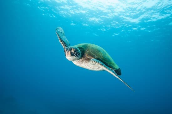 canva underwater with a green sea turtle MADaGCMUPd0