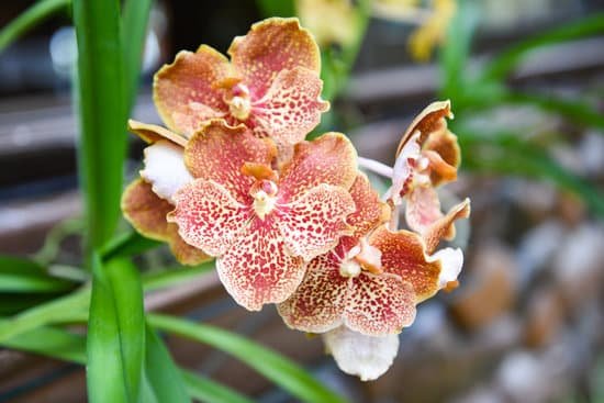 canva vanda orchids with leaves MAEH7BKASi0
