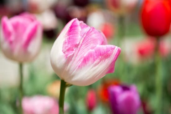 canva variegated pink tulip growing in the garden MAD8B 2hisk