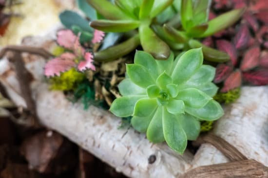 canva various succulents on wooden tray MAEHclHksqs