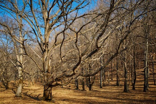 canva very large oak trees MABnnlyPq3U