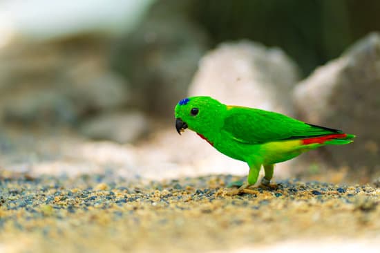 canva very small and cute bright green parrot loriculus galgulus